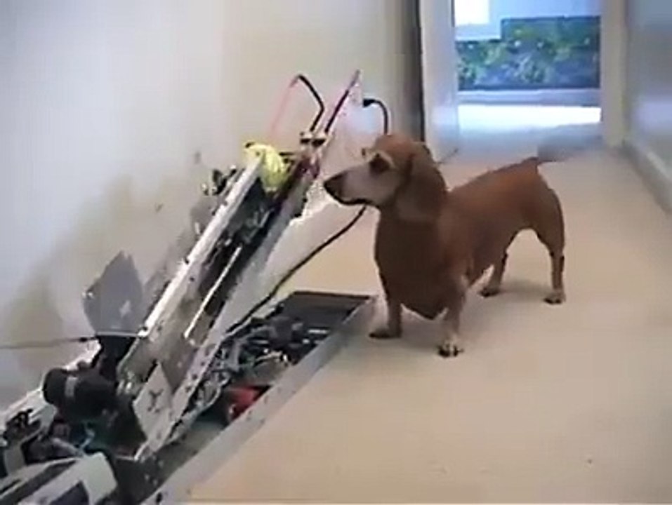 Invention géniale d'un ingénieur lassé de lancer la balle à son chien