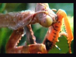 Lizard King Chameleon King Of Reptile Kingdom