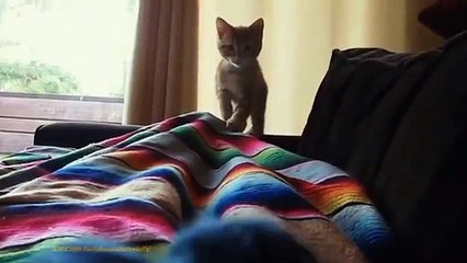 FUNNY CAST - Funny Cats Funny Cat Videos Funny Animals Try Not To Laugh