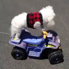 Trop mimi ces 2 petits chiens