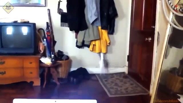 FUNNY CAST- Funny Cats - Funny Cat Videos - Funny Animals - Fail Compilation - Cats Fails #2