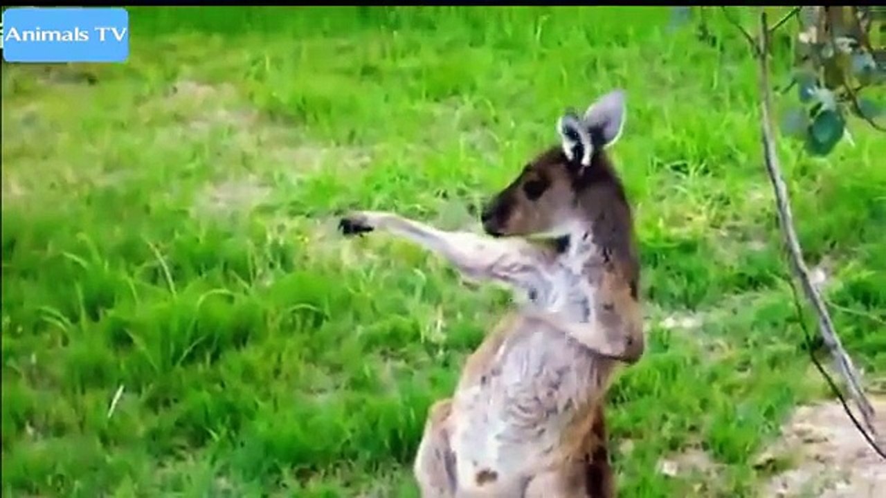 Funny Cat  Funny Videos Funny Animals Videos Compilation 2015 #6
