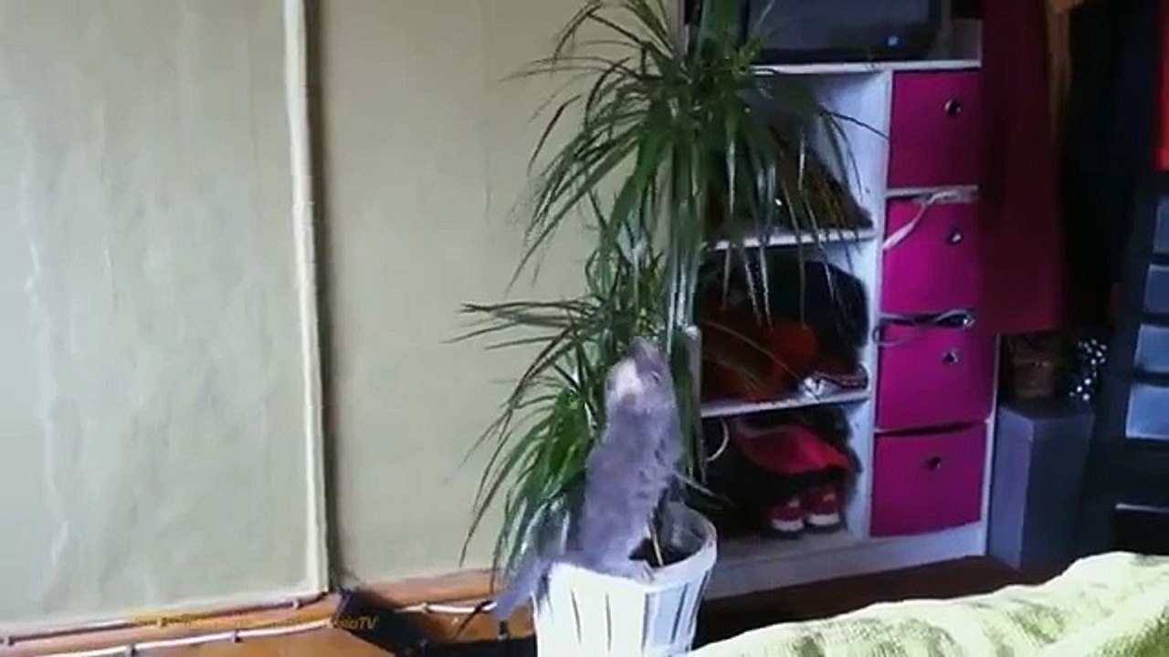 FUNNY CAST  Funny Cats Funny Cat Videos Funny Animals Cute Pets Try Not To Laugh