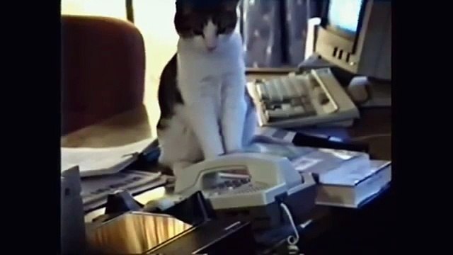 FUNNY CAST Funny Cats Smart Cat Videos Top Funny Cats Compilation - Funny Animals