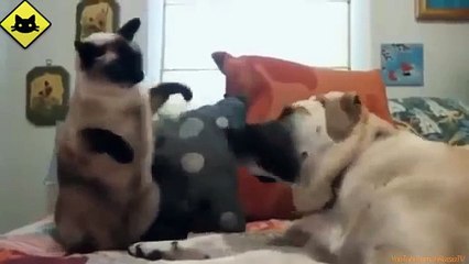 FUNNY CAST  Funny Cats vs Funny Dogs  Funny Animals  Funny Cat Videos Fail Compilation