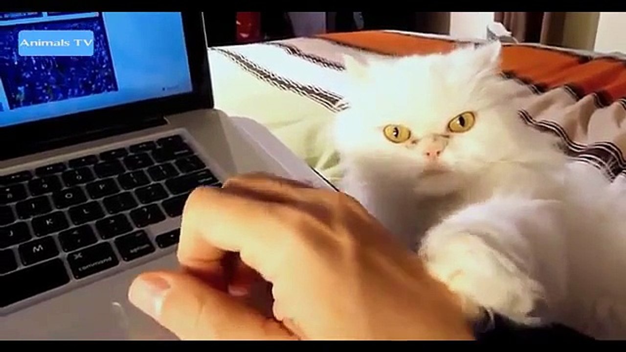 Funny Dog and cat Funny Videos Funny Animals Videos Compilation 2015 #8