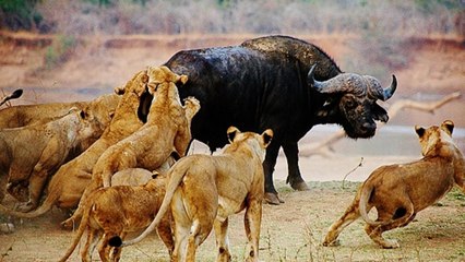 Male Lions attack a Buffalo