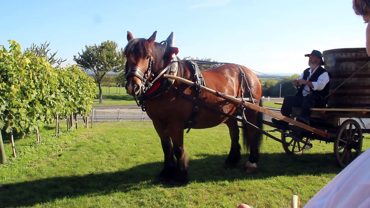 Cheval pour vendanger