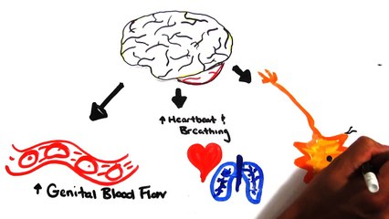 The Science of Orgasms