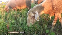 ÇOBANLA BAŞ BAŞA - 14. BÖLÜM Mustara Arıcı Gönen Çakıroğulları Koyun Çiftliği BALIKESİR