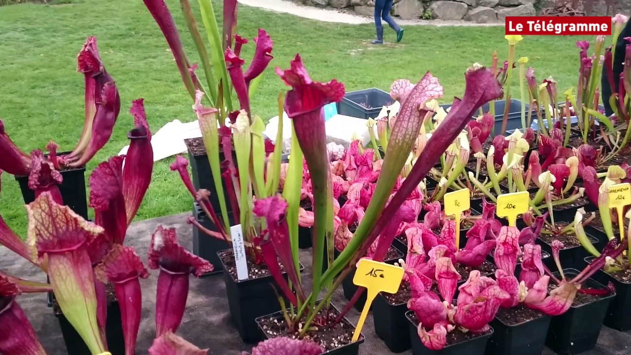 Plantes en fête. Un week-end au vert à Kerplouz