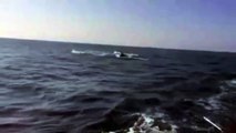 Baleias nadam a apenas 6km de Vitória