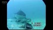 Sharks vs Sea Snake (Banded Sea Krait) Fight