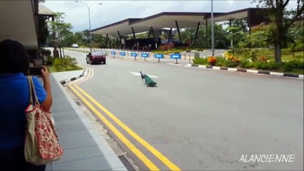 les animaux aussi savent nous faire rire  ...  animals can make us laugh .. funny video