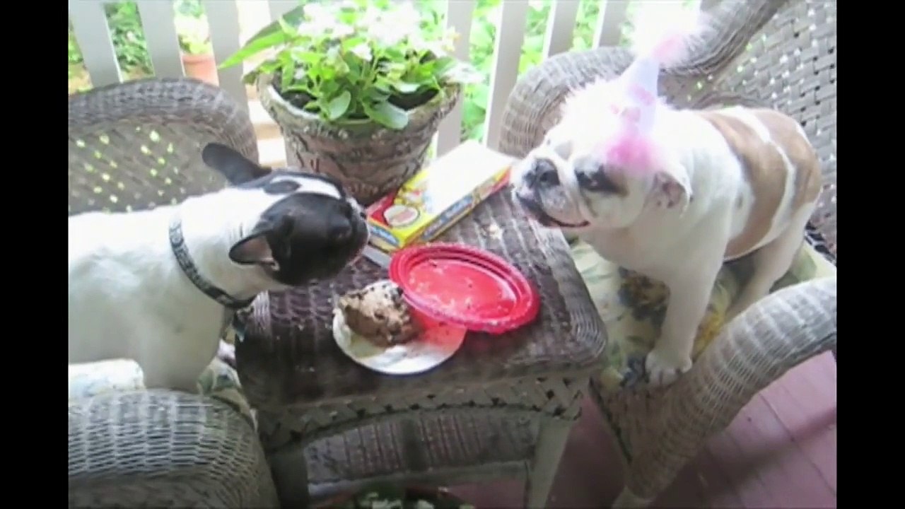 Bulldogs Are Awesome: Compilation