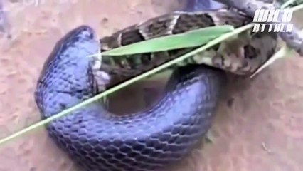 Animal Attack Cobra vs Python Fight HD ll 20152016