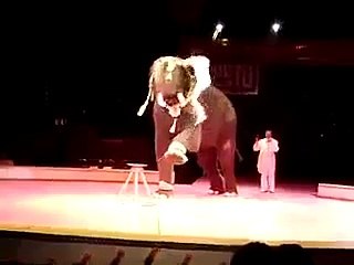 Elephant Stunt In Circus