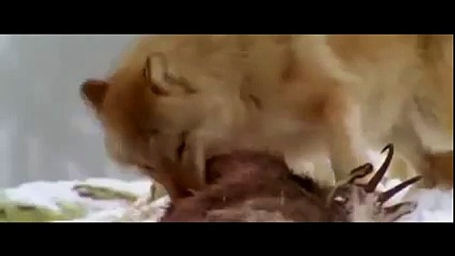Animal attack HD ll 2015 wolves fighting savagely for food low ! Who Win