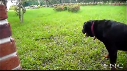 Animal attack HD ll 2015 Black Dog Vs Snake HD ! Who Win