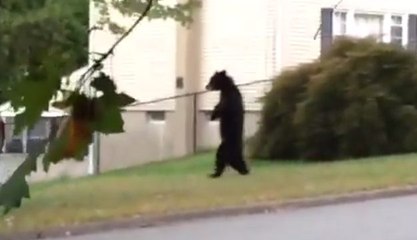 Oak Ridge NJ Bear Spotted Again Walking Like A Human!