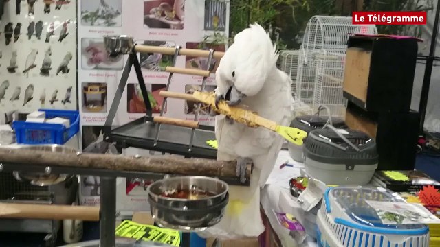 Morlaix. Bourse aux oiseaux. 3.000 visiteurs sur deux jours