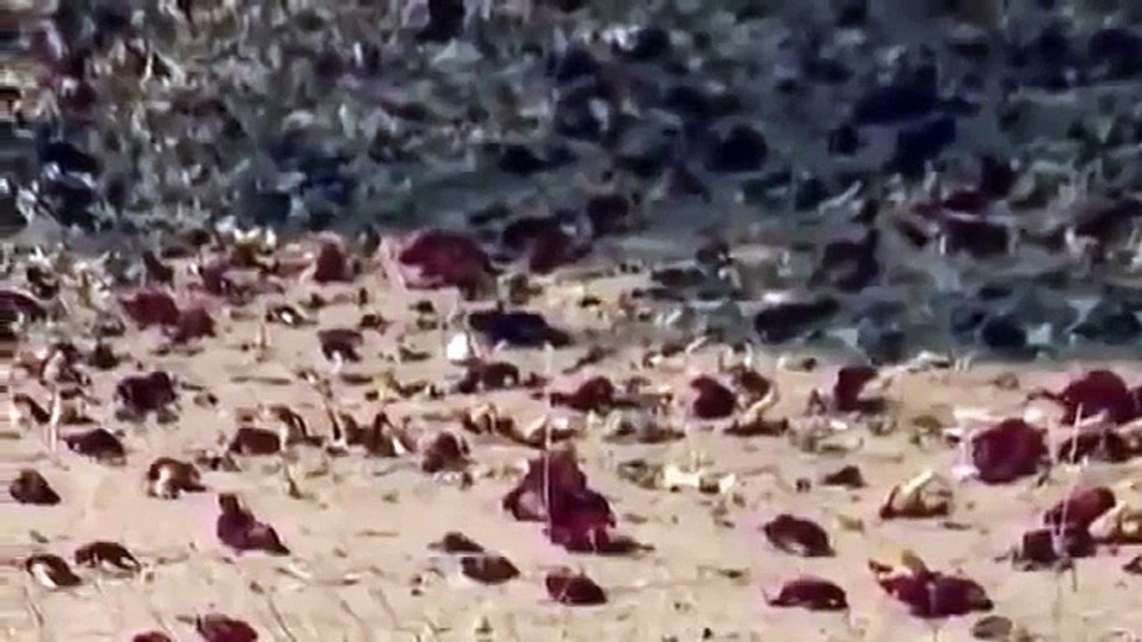 Disocvery Wild Leopard documentary film LEOPARDS´S RISKS discovery channel animals in Hind