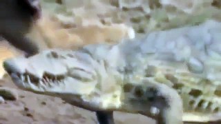 Discovery channel lion vs crocodile Discovery Wild animals attack Documentary