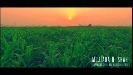 Mellow Yellow - with a touch of morning mist (Aerial footage)