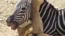 Animal attack HD ll 2015 zebras fighting for his impressive life scenes   ! Who Win