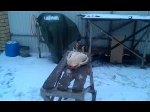 Полный Ржач!!))) Петух актер ! FANNY VIDEO 2015