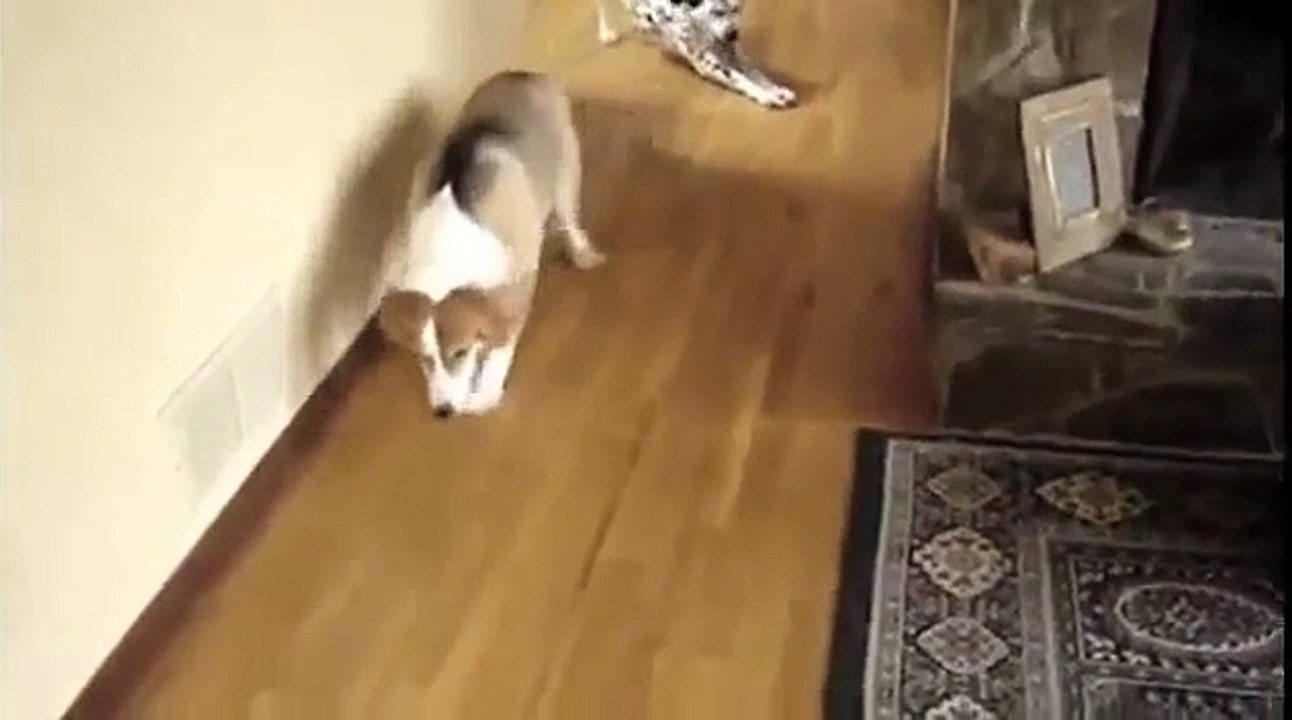 Guiltiest Dogs