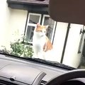 cat scares of a car horn