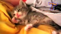 Little kittens meowing and talking Cute cat compilation