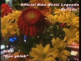 NINO REŠIĆ - KAO GOLUB