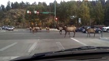 Elk Traffic Jam