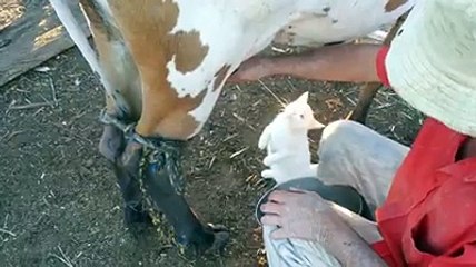 TAZE SÜTÜ SEVEN KEDİ :)