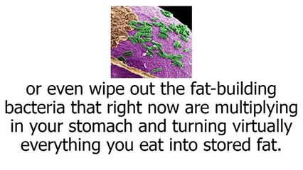 Fat Burning Bible Review