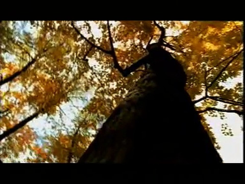 ДДТ-Осенняя