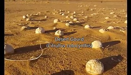 What Else Has Been Found on Mars Other Than Water