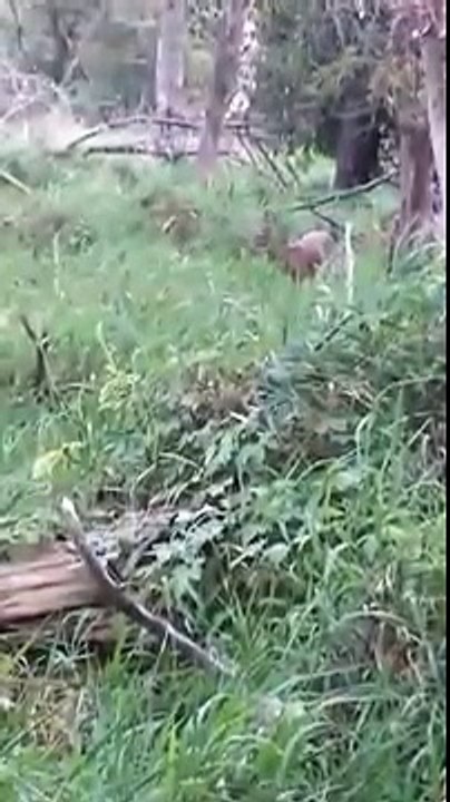 Archery Fail! - White Tail Deer gets so close...SHE LICKS MY BOW!