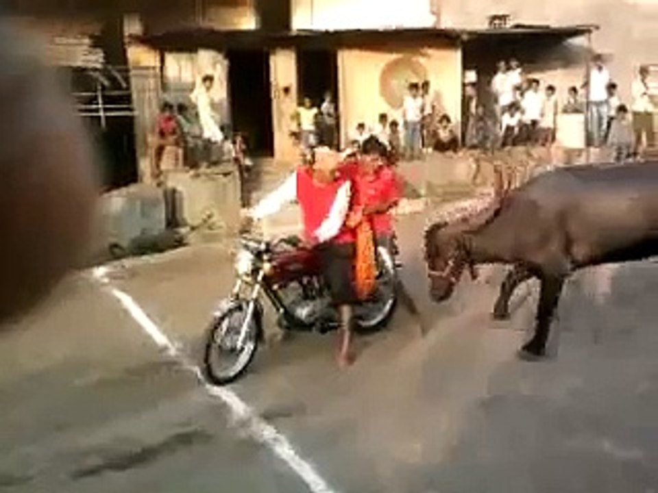 Animals Funny Video