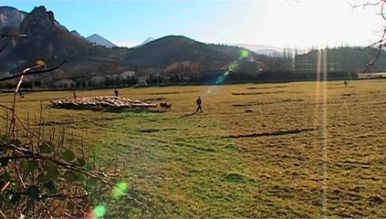 Transhumance Festive