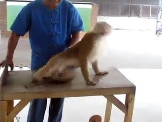 monkey trying bodybuilding