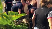 Sauvetage d'une tortue du Marineland après les inondations dans le Sud