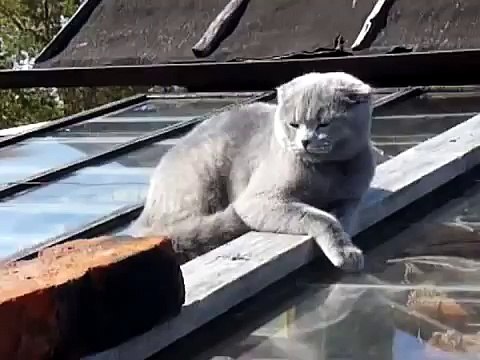 Donc comportés chat pour la première fois dans le pays! Amusant!