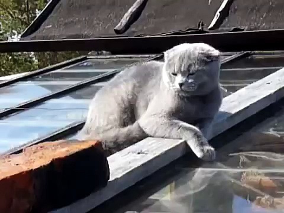 Donc comportés chat pour la première fois dans le pays! Amusant!