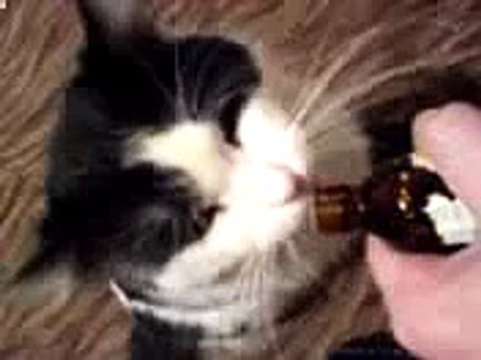 Voilà Otpad chats drôles et la valériane!