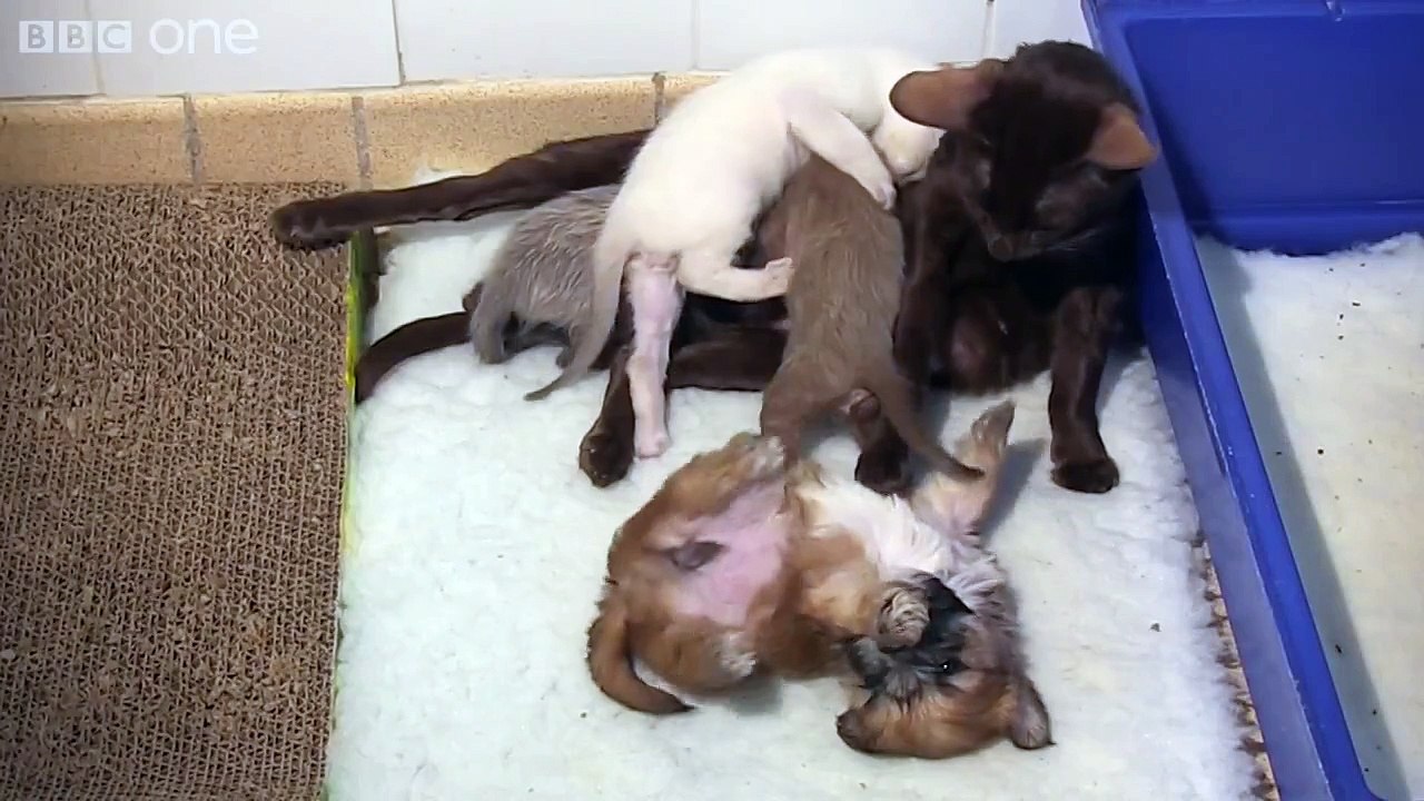 Кошка приютила щенка. Смотри!!