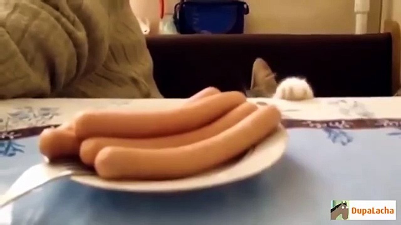 Кошки,они такие.))