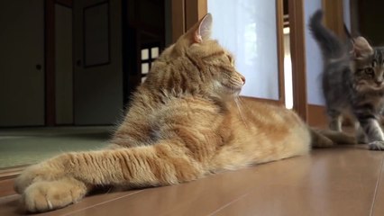 Наглость - второе счастье!